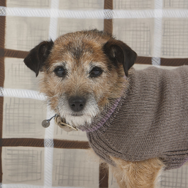 Η αναζήτηση για τη Νέσι