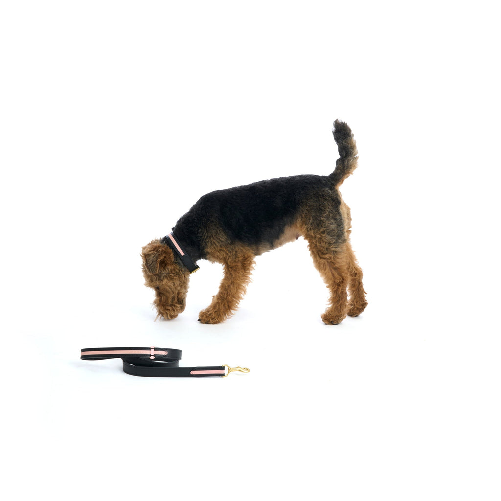 Mungo & Maud Luxury Dog & Cat Outfitters Torino Leather Dog Collar & Lead Black Pink